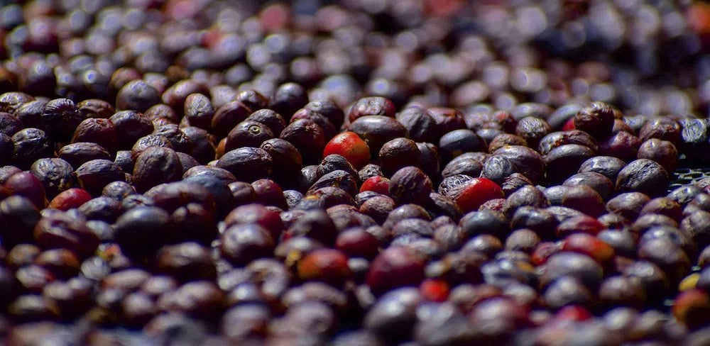 Coffee Processes: Washed, Natural & Honey