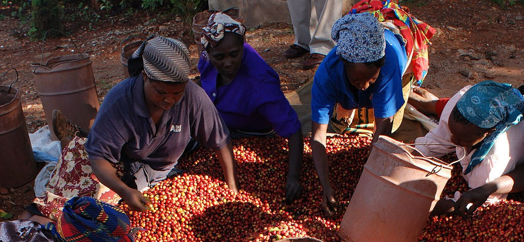 Kenya Coffee History Culture Harbinger Harbinger Coffee