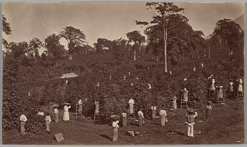 Central American Coffee: History & Culture